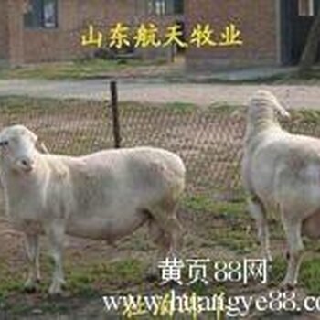杜泊绵羊
